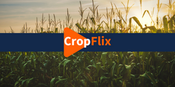 cornfield with CropFlix logo
