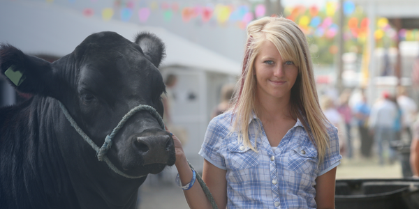 Girl handling cattle at the state fair