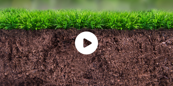 cross-section of soil with plants video