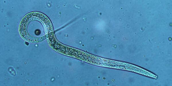 nematode under microscope