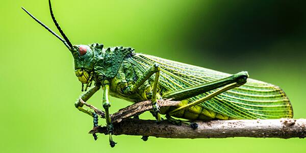 grasshopper on branch