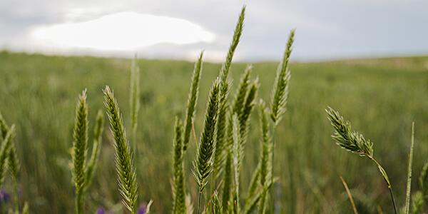 prairie grass