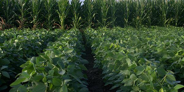 bean field leading to corn field