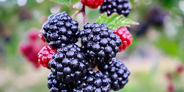 blackberries on plant