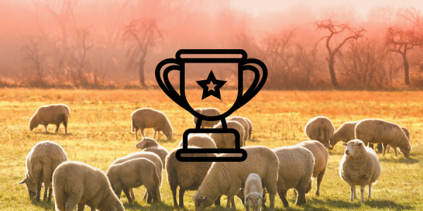 Sheep in a field at sunset with a graphic of a trophy over the photo.