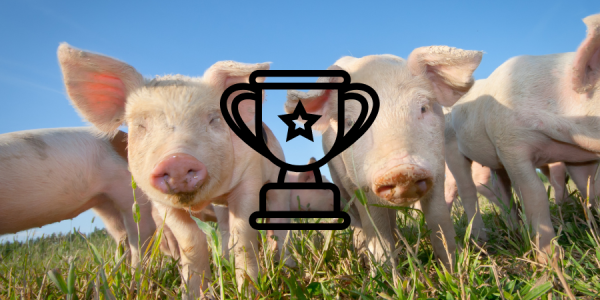 A group of pigs in a field with a graphic of a trophy over the image.