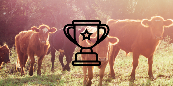 A group of cows in a field with a graphic of a trophy over the image.