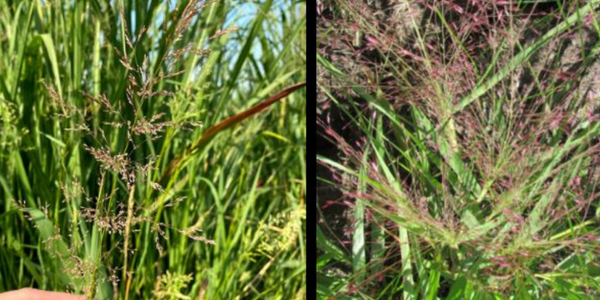 2 photos of purple top grasses up close