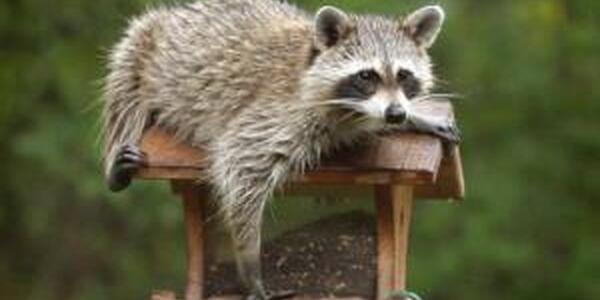 Raccoon getting into bird feeder