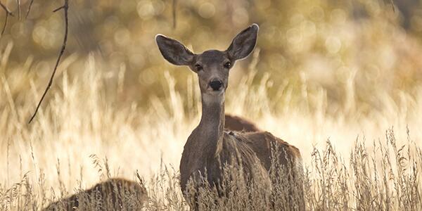 deer