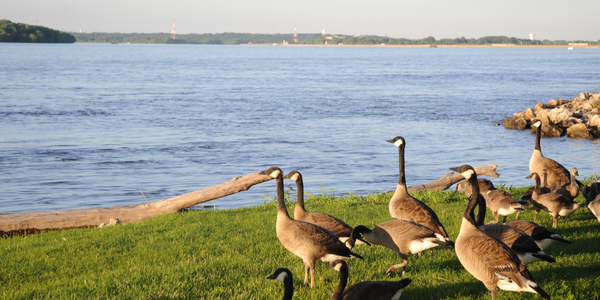 Geese in front of the Mississippi River