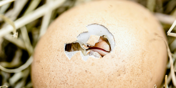 baby chick hatching from an egg
