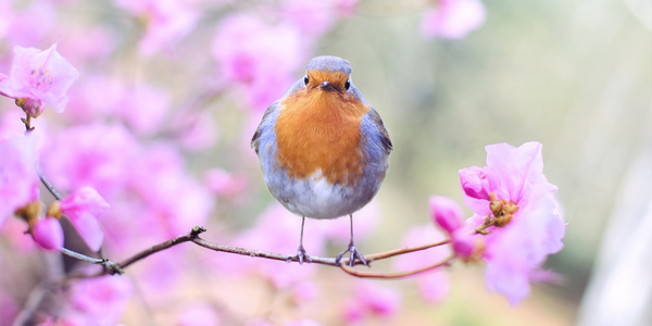 robin in spring