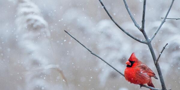 cardinal on snowy branch