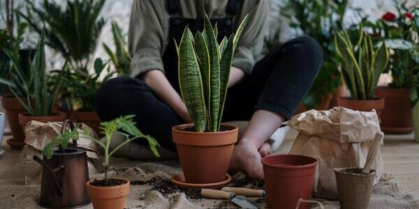 person planting plants in terra cotta pots on table