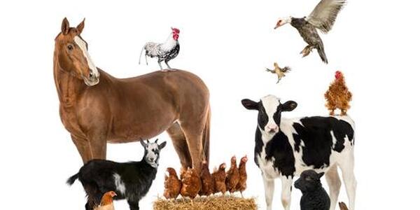 Livestock for YQCA