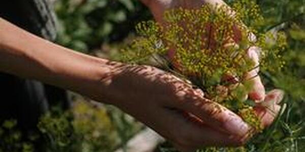 Gardener hands holding plant