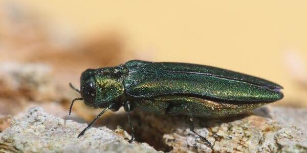 Emerald ash borer insect adult