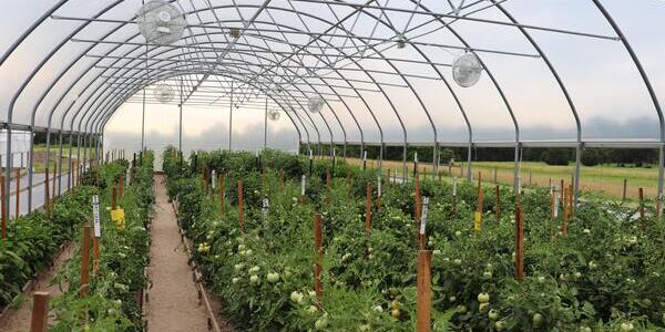 tomatoes and peppers grown in a high tunnel