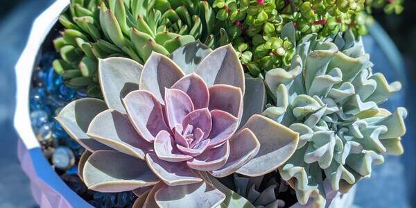 A variety of succulent plants in a pot.