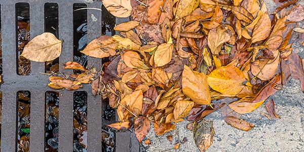 leaves clumped up in water in a stormdrain