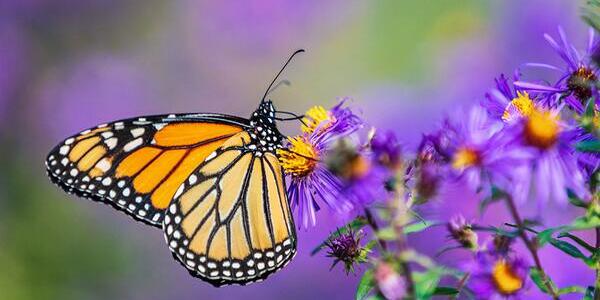 a monarch butterfly perched on purple aster flowers