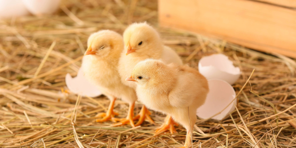 Chicks hatching from eggs