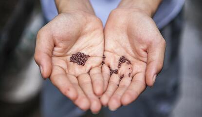 person holding seeds