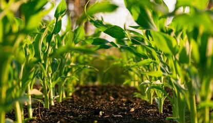 rows of young corn plants growing in sunny field