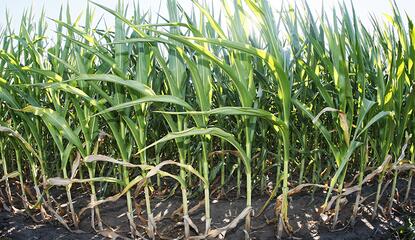 field of tall growing corn under sun 