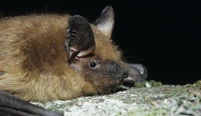 Brown bat laying on a rock