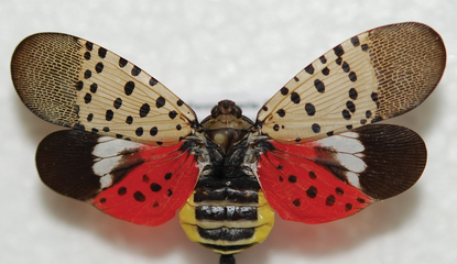colorful insect with wings open, a spotted lanternfly