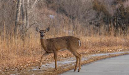 a deer on the side of the road