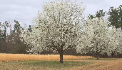 Row of blooming Callery pear trees
