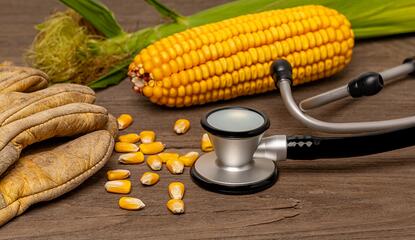 An ear of field corn, dirty worn gloves, and a stethoscope sitting on a wooden table. 