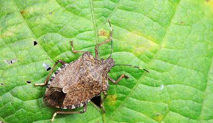 Up close view of a brown marmorated stink bug on a green leaf.