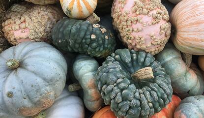 A pile of specialty decor pumpkins of a variety of shapes, sizes, and colors. 