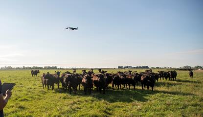 A person flying a drone above a herd of beef cattle standing in a pasture for grazing management.