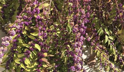 Up close view of light purple berries growing on a green beautyberry plant. 