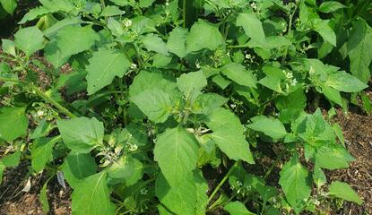 A green plant with tiny white flowers growing in the ground.