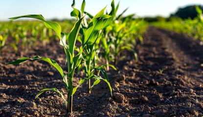 YOung stalks of corn growing in a field