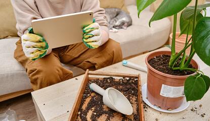 A person sitting on a couch, looking for information on a tablet, while potting a houseplant indoors.