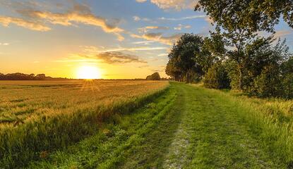 The sun shining over a view of a grass pathway with a farm field on the left and tree line on the right.