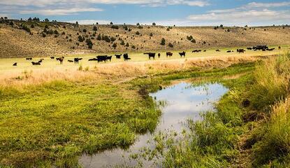 cattle grazing in a pasture