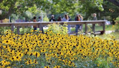 yellow native flowers bloom in a garden with a background of people on a bridge