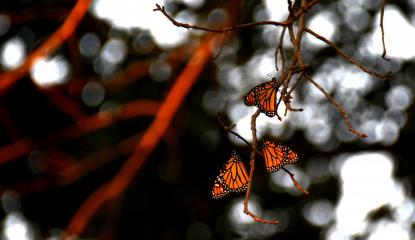 three monarch butterflies rest on a tree branch in the early morning light 