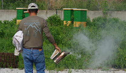 Back view of a man with a smoker in his hand approaching urban beehives 