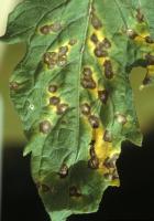 brown lesions surrounded by yellow halos caused by septoria leaf spot on tomato