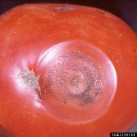 depressed lesion on tomato fruit caused by anthracnose fungus