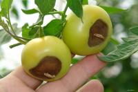 green tomato fruit with blossom end rot 